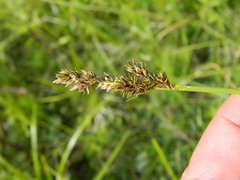 Carex cusickii