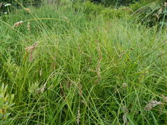 Carex cusickii