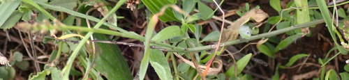 Image of Thesium funale by (c) Nicola van Berkel, some rights reserved (CC BY-SA)