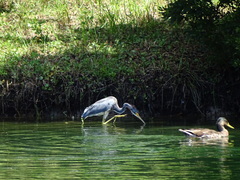 Egretta tricolor image