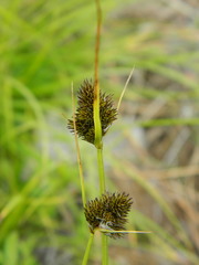 Carex athrostachya