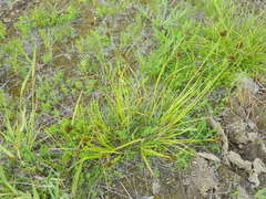 Carex athrostachya