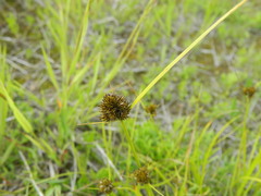 Carex athrostachya