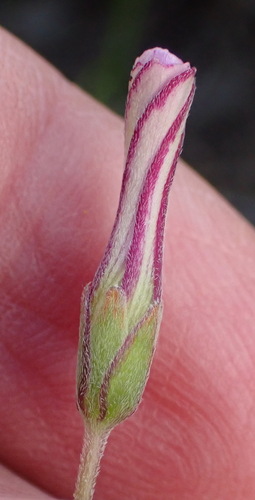 Image of Oxalis bifida by (c) Nicola van Berkel, some rights reserved (CC BY-SA)