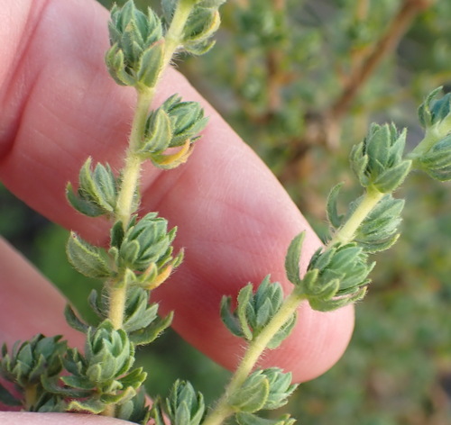 Image of Cliffortia polygonifolia by (c) Nicola van Berkel, some rights reserved (CC BY-SA)