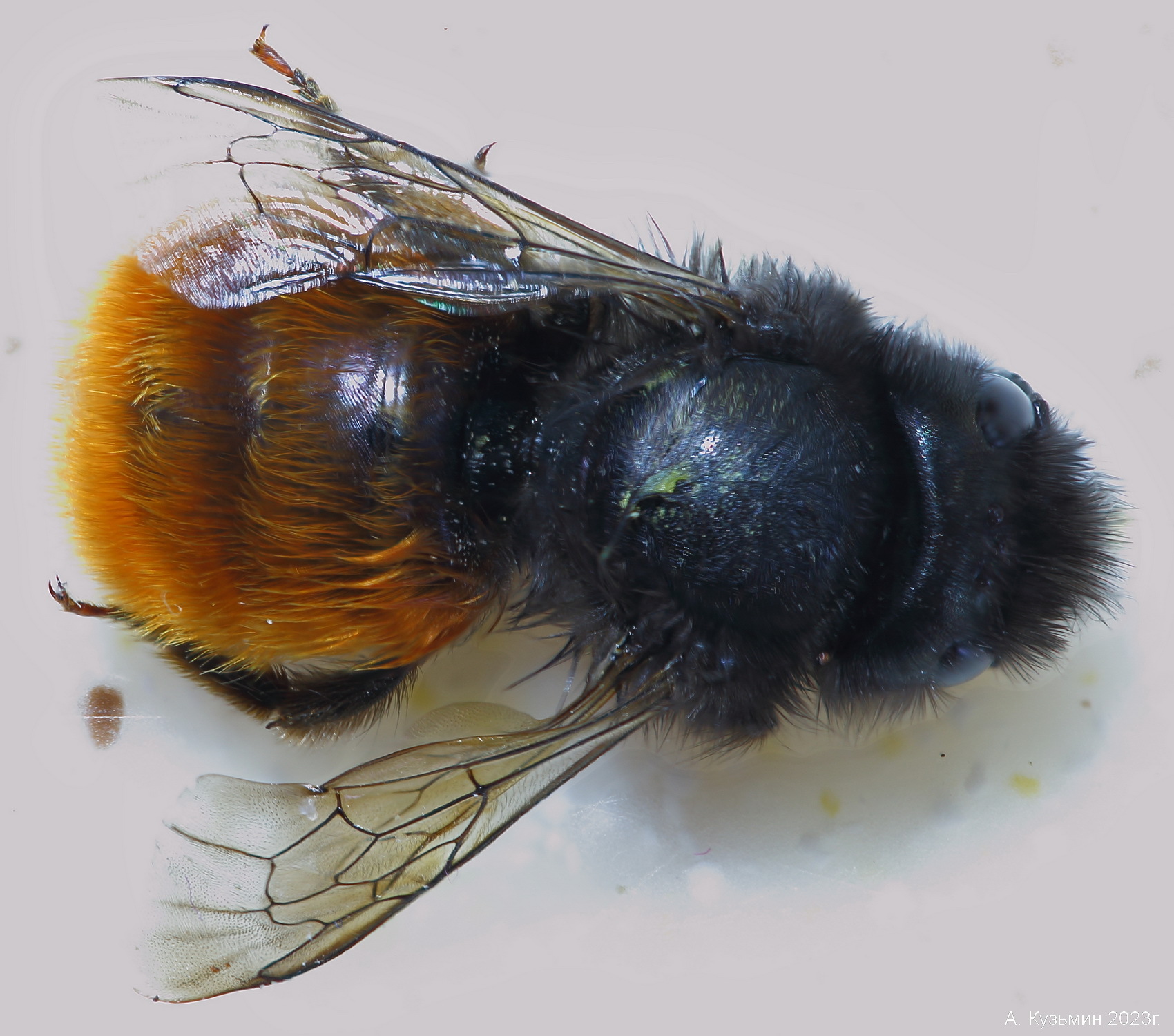 Пчела Osmia cornuta