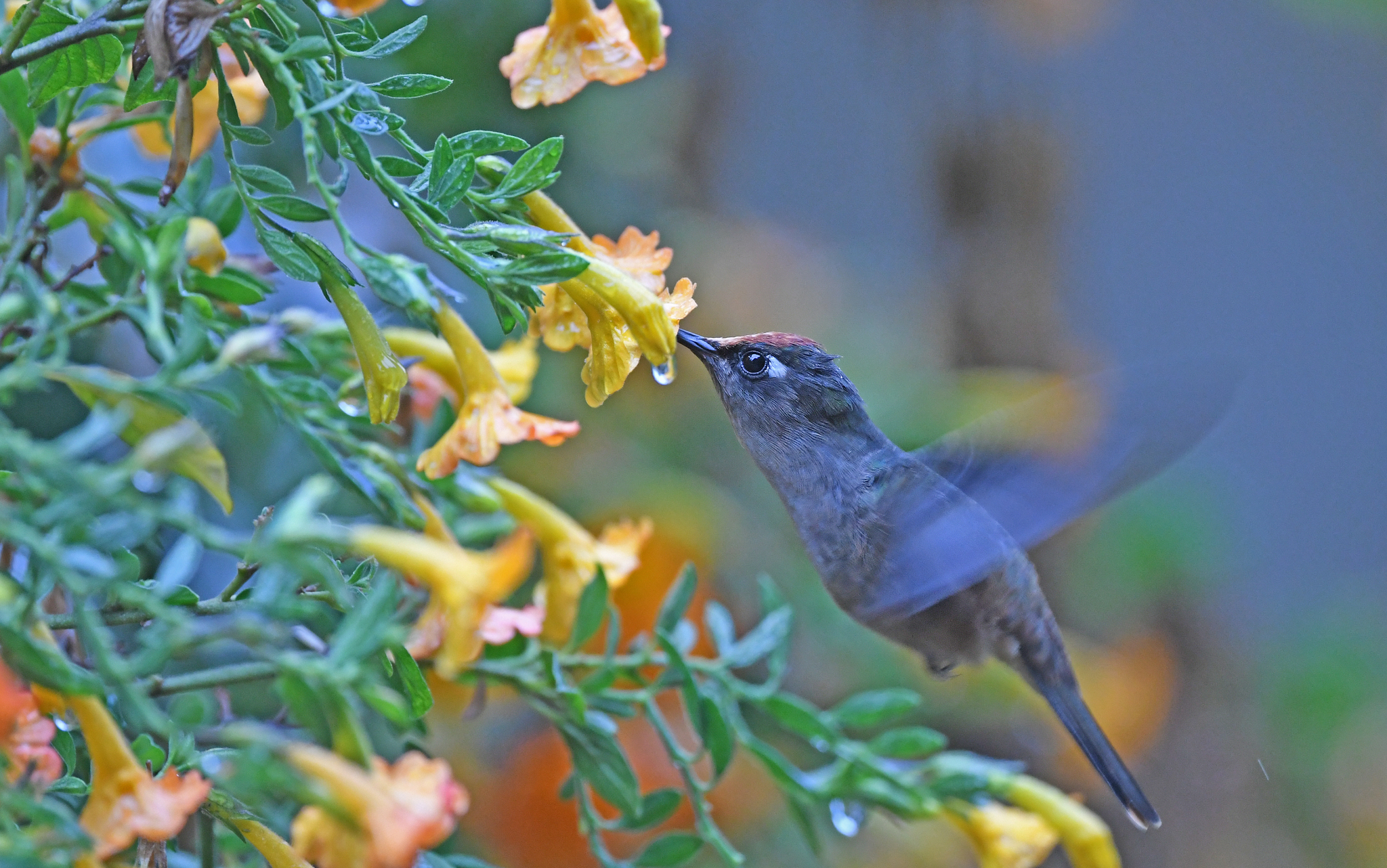 Santa Marta Blossomcrown (Anthocephala floriceps), photo 6