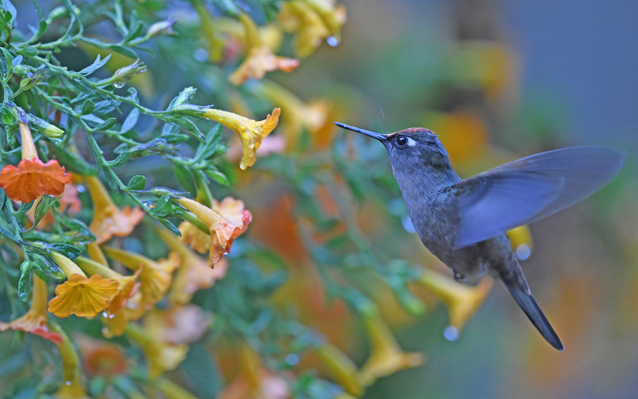 Santa Marta Blossomcrown (Anthocephala floriceps), photo 7
