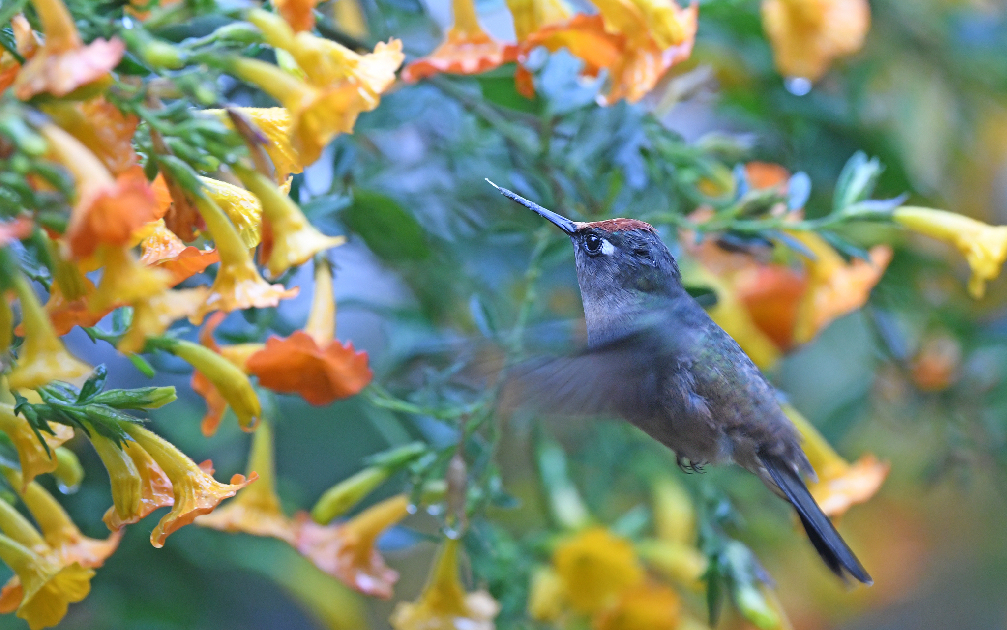 Santa Marta Blossomcrown (Anthocephala floriceps), photo 8
