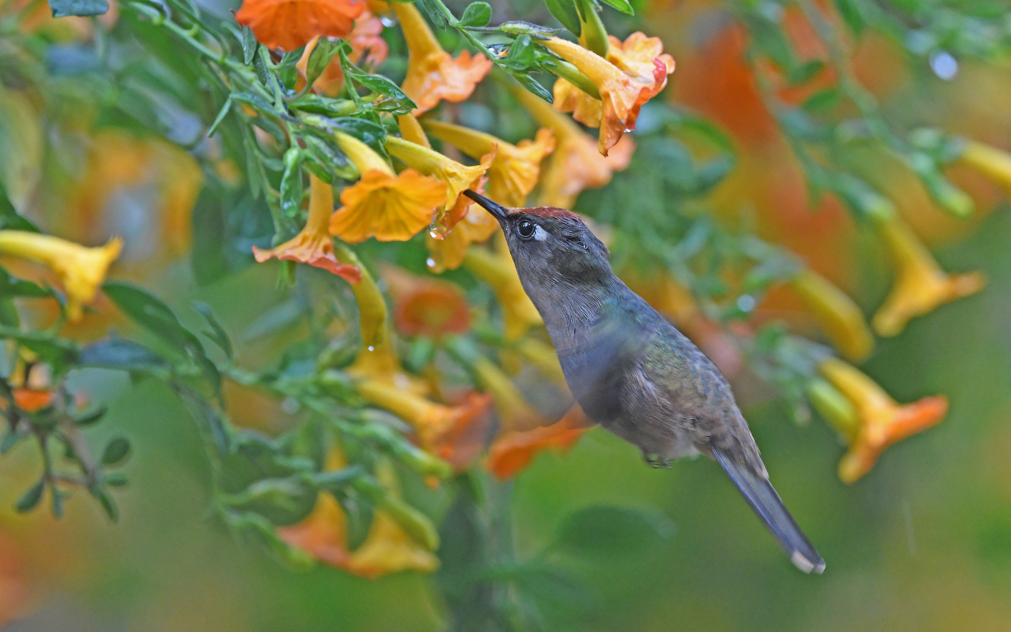 Santa Marta Blossomcrown (Anthocephala floriceps), photo 9