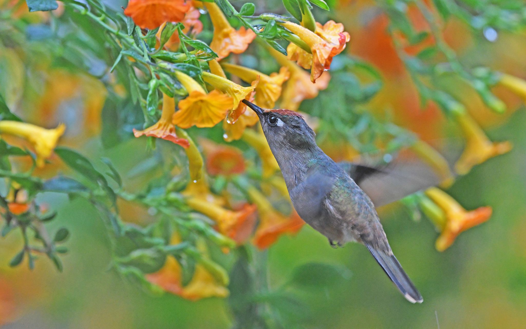 Santa Marta Blossomcrown (Anthocephala floriceps), photo 10