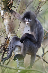 Trachypithecus phayrei