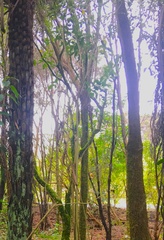 Melicytus ramiflorus ramiflorus