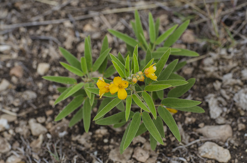 Senna roemeriana