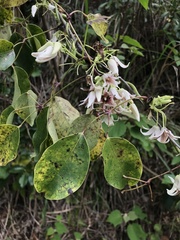 Stauntonia hexaphylla, photograph Mason Brock, CC0, iNaturalist via GBIF