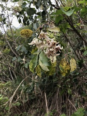 Stauntonia hexaphylla