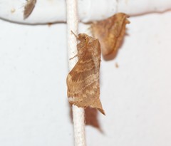 Lasiocampoidea