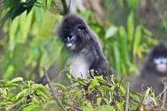 Trachypithecus phayrei