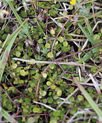 Muehlenbeckia complexa complexa