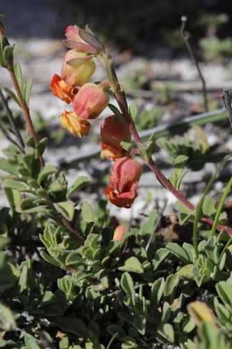 Image of Hermannia ternifolia by no rights reserved