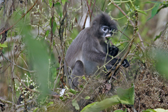 Trachypithecus phayrei