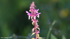 Stachys latidens