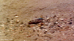 Cyprinodon salinus salinus