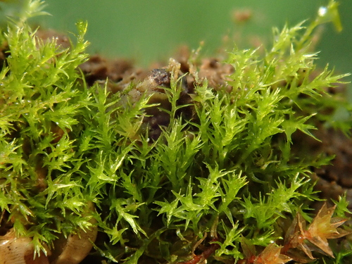 Field Forklet-moss (Rhizogemma staphylina)