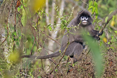 Trachypithecus phayrei