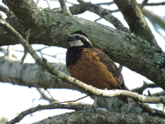 Northern Bobwhite photo 3