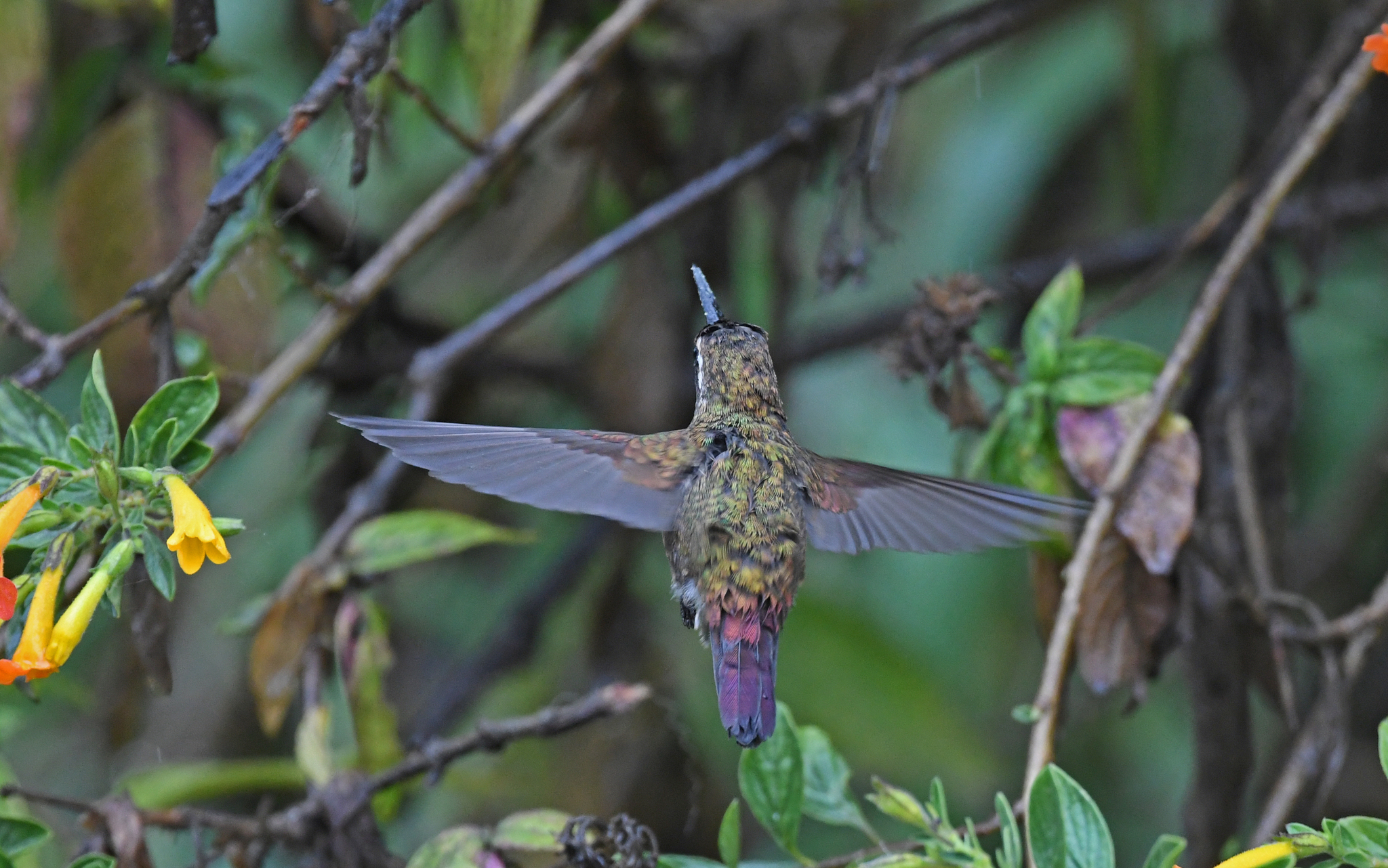 Coppery Emerald (Chlorostilbon russatus), photo 5