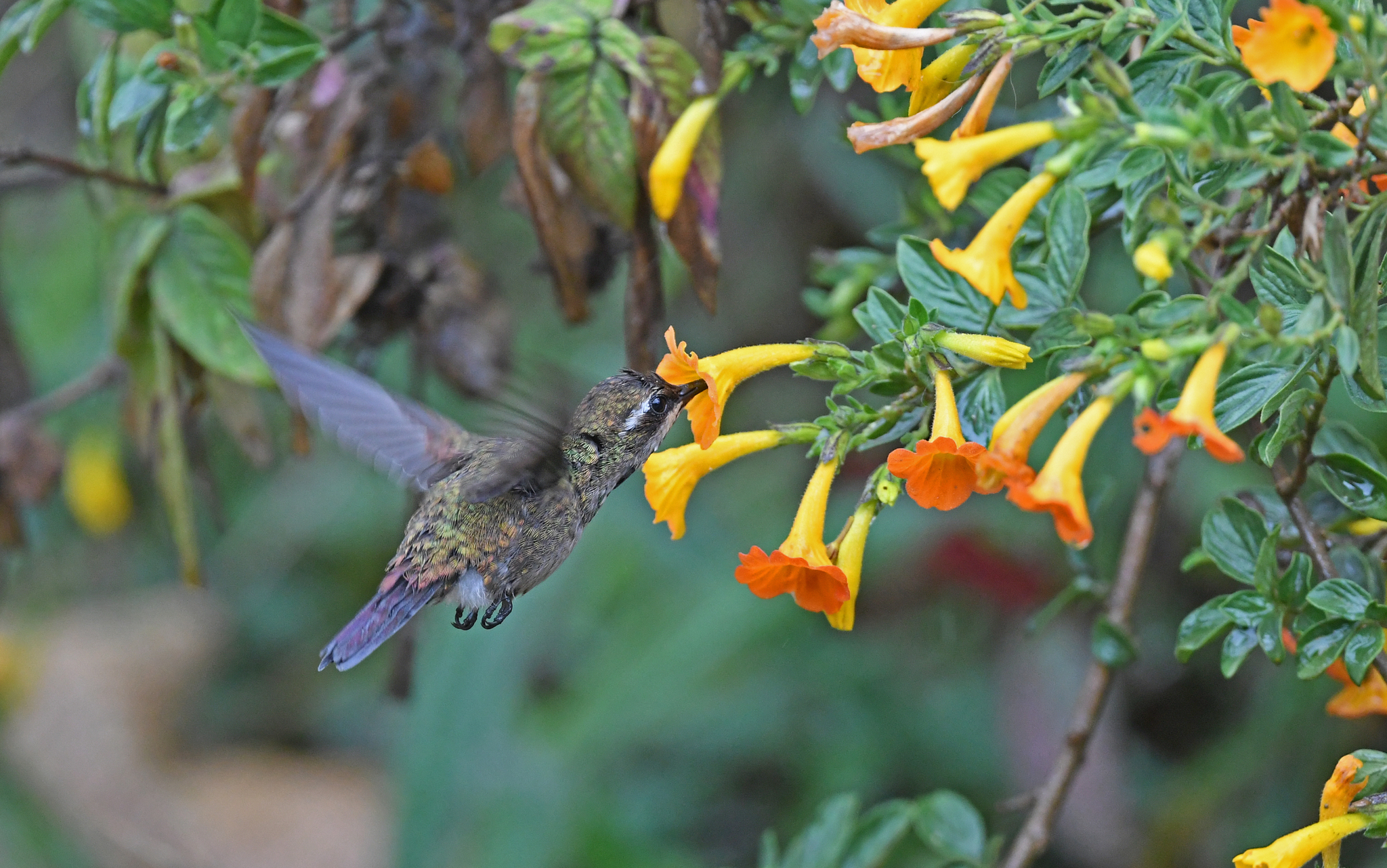 Coppery Emerald (Chlorostilbon russatus), photo 10
