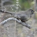 Plain Laughingthrush - Photo (c) 茶棚, some rights reserved (CC BY-NC), uploaded by 茶棚