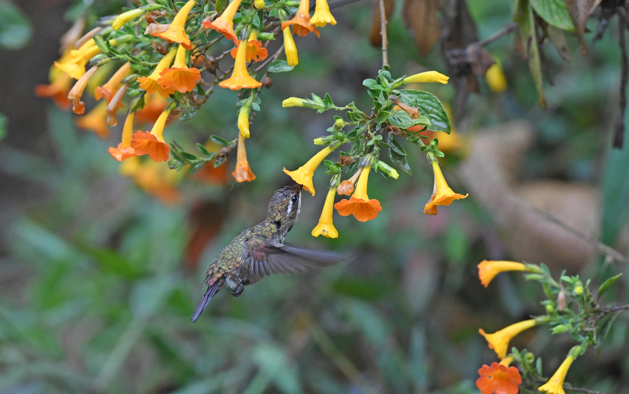 Coppery Emerald (Chlorostilbon russatus), photo 6