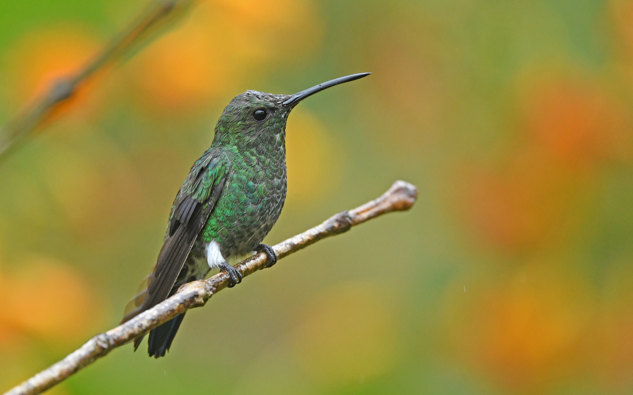 White-vented Plumeleteer (Chalybura buffonii)