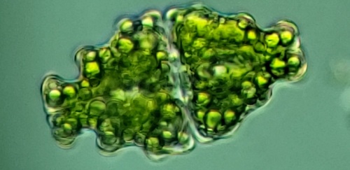 Euastrum affine