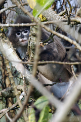 Trachypithecus phayrei