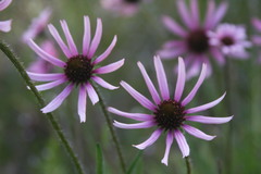Echinacea tennesseensis
