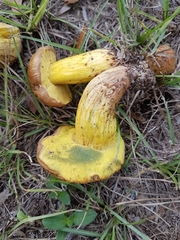 Boletus chrysenteron image