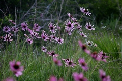 Echinacea tennesseensis