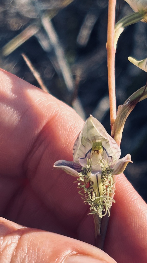 Blue Bonnet Disa in May 2023 by Christina. Tiny due to disturbed soil ...