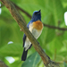 Blue-throated Flycatcher - Photo (c) Vijay Anand Ismavel, some rights reserved (CC BY-NC-SA), uploaded by Dr. Vijay Anand Ismavel MS MCh