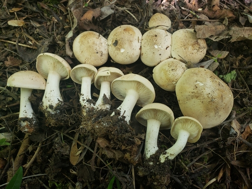 St. George's Mushroom