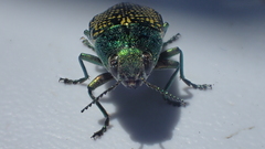 Buprestis confluenta