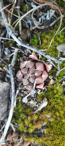 Haworthia cooperi 'Leightonii' 2