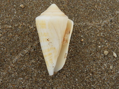 Conus regularis