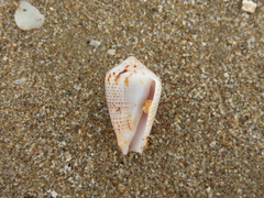 Conasprella perplexa