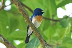 Cyornis rubeculoides