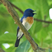 Blue-throated Flycatcher - Photo (c) Vijay Anand Ismavel, some rights reserved (CC BY-NC-SA)