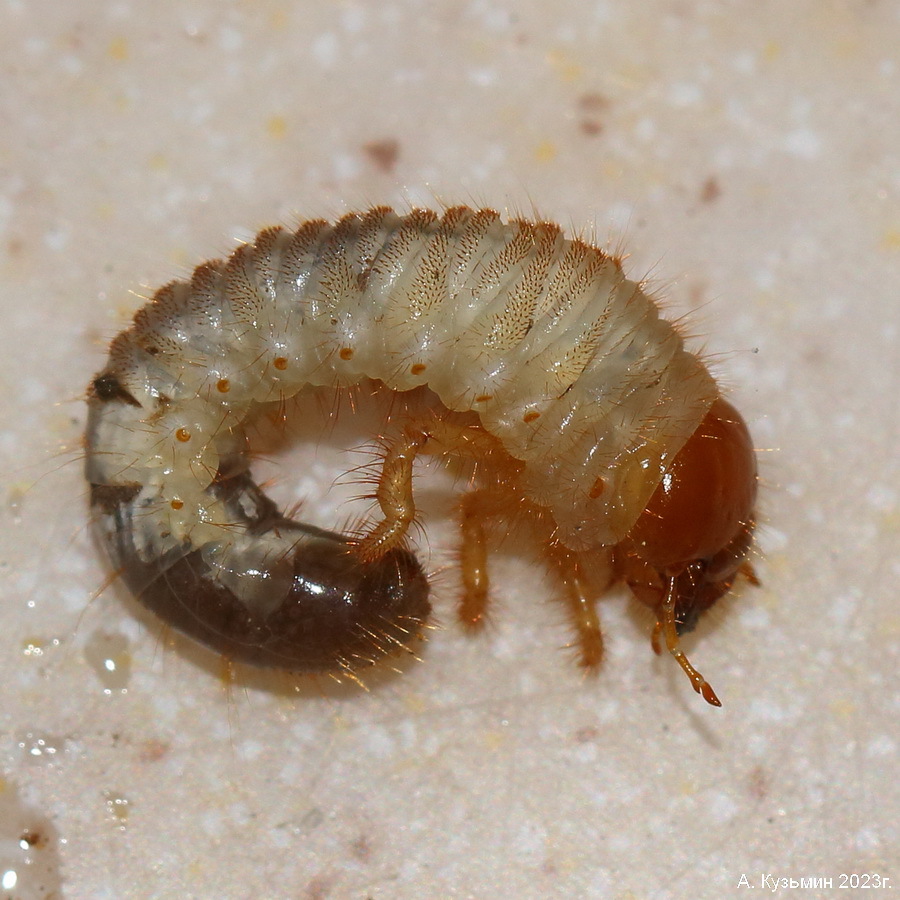 Личинка жука семейства Пластинчатоусые (Scarabaeidae)